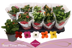 Kalanchoe Single Mix 5 Colours 10Ø 22cm