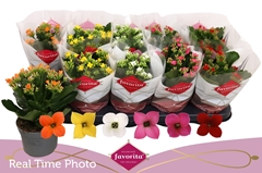 Kalanchoe Single Mix 6 Colours 10Ø 22cm