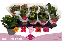 Kalanchoe Single Mix 5 Colours 10Ø 22cm