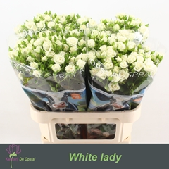 Rosa Spray White Lady 80cm 8+