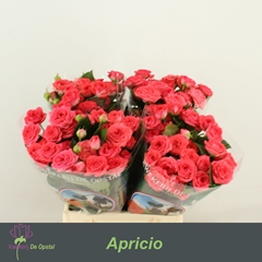 Rosa Spray Apricio 45cm 2+
