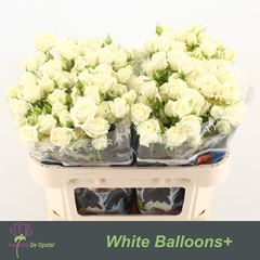 Rosa Spray White Balloons 70cm 4+
