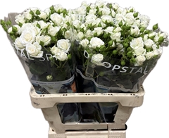 Rosa Spray White Lady 60cm 4+