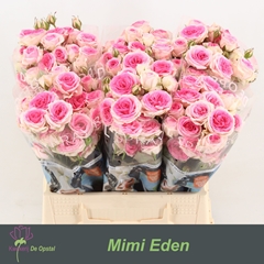 Rosa Spray Mimi Eden 40cm 3+