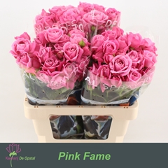 Rosa Spray Pink Fame 60cm 4+