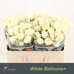 Rosa Spray White Balloons 50cm 2+