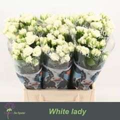 Rosa Spray White Lady 45cm 2+
