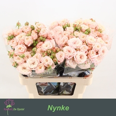 Rosa Spray Nynke 60cm 5+