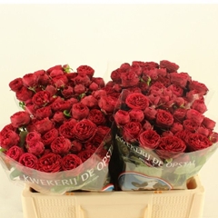 Rosa Spray Maroon 45cm 2+