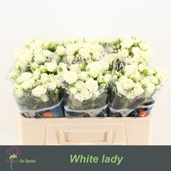 Rosa Spray White Lady 50cm 3+