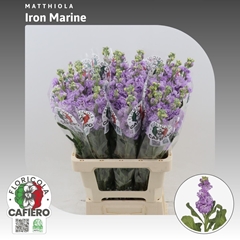 Matthiola Iron Marine 65cm