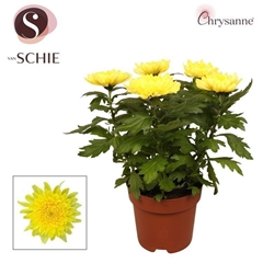 Chrysanth Supernova Yellow 17Ø 35cm