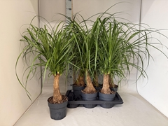 Beaucarnea Recurvata 17Ø 80cm