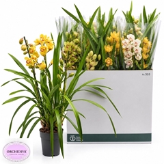 Cymbidium Mixed 14Ø 85cm 3st