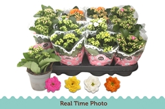 Kalanchoe Double Mix 9Ø 17cm