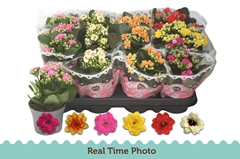 Kalanchoe Double Mix 9Ø 17cm