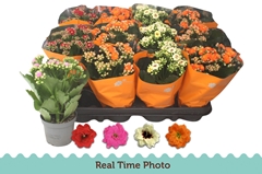 Kalanchoe Double Mix 9Ø 22cm