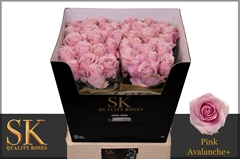 Rosa Pink Avalanche+ 70cm