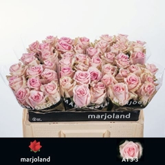 Rosa Sweet Dolomiti@ 50cm