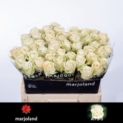 Rosa Dolomiti@ 55cm