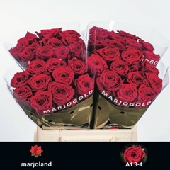 Rosa Red Naomi! 40cm