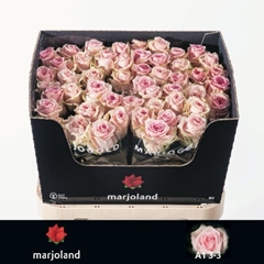 Rosa Sweet Dolomiti@ 80cm