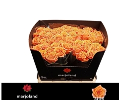 Rosa Novi! 60cm