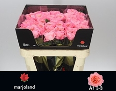 Rosa Mayfield! 70cm