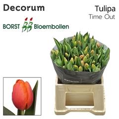Tulip Single Time Out 40cm 45gr.