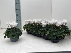 Cyclamen Mini Super Serie Verano 10Ø 23cm