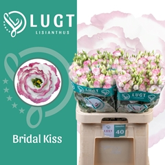 Eustoma Double Croma Bridal Kiss 70cm