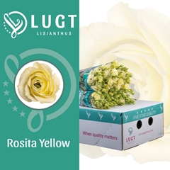 Eustoma Double Rosita Yellow 70cm