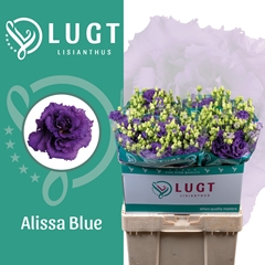 Eustoma Double Alissa Blue 70cm