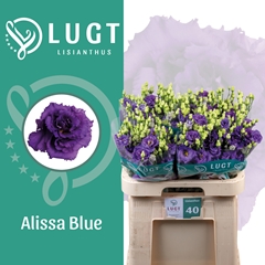 Eustoma Double Alissa Blue 70cm