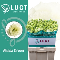 Eustoma Double Alissa Green 70cm
