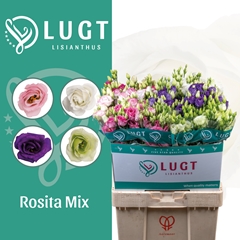 Eustoma Double Mix 70cm