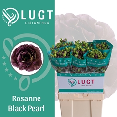 Eustoma Double Rosanne Black Pearl 70cm