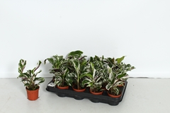 Calathea Fusion White 7Ø 15cm