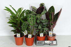 Calathea Mixed 4 Varietys 19Ø 60cm