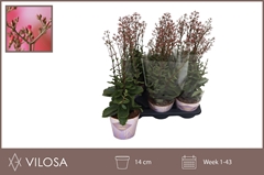 Kalanchoe Wild Flowers Surprising Canyon 14Ø 40cm