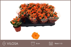Kalanchoe Double Hawn Orange 8Ø 15cm