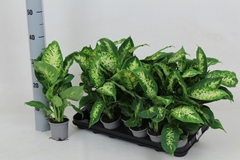 Dieffenbachia Compacta 8Ø 35cm