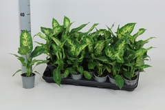 Dieffenbachia Compacta 8Ø 30cm
