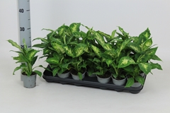 Dieffenbachia Compacta 8Ø 25cm