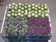 Brassica Oleracea 10Ø 24cm