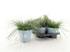 Isolepis Cernua 17Ø 30cm