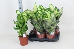 Dieffenbachia Camilla 17Ø 60cm