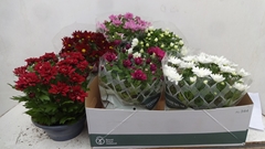Chrysanth Mix 6 Mix 23Ø 27cm