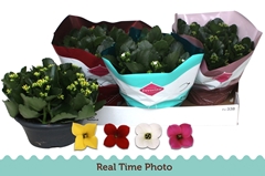 Kalanchoe Single Mix 4 Colours 23Ø 25cm