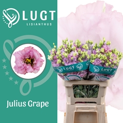 Eustoma Double Julius Grape 70cm